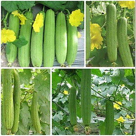 Combo 5 gói rau mùa hè dễ trồng nhanh thu hoạch