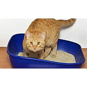 Cát vệ sinh cho mèo Snowbell Cát mèo vệ sinh khử mùi diệt khuẩn BENTONITE CAT LITTER 5L- Hương Cà phê Cafe