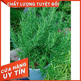 Cây Hương Thảo Lớn