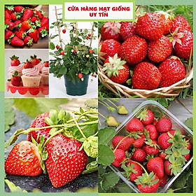Mua Hạt giống dâu tây đỏ chịu nhiệt (gói 300 hạt) dễ trồng quả to siêu năng suất có hướng dẫn cửa hàng hạt giống uy tín