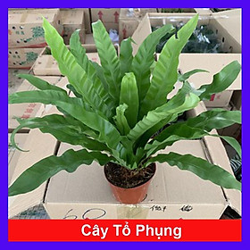 Cây Tổ Phụng - Cây cảnh để bàn + Tặng phân bón cho cây mau lớn