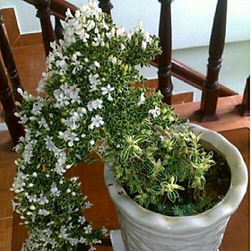 Mai bạch kim- Mai Giảo Bạch Kim Hoa Vàng