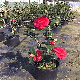 Mua Cây hoa trà mi đỏ cổ sẵn nụ
