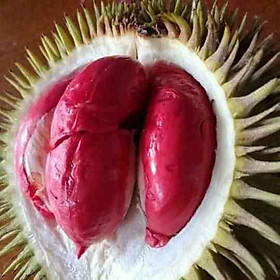 Mua Cây sầu riêng ruột đỏ... một năm cho ra trái