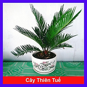 Cây Thiên Tuế - cây cảnh để bàn + tặng phân bón cho cây mau lớn