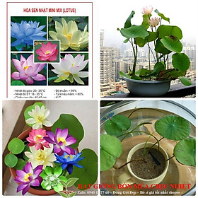 Hạt Giống Sen Mini Nhật 8 Hạt