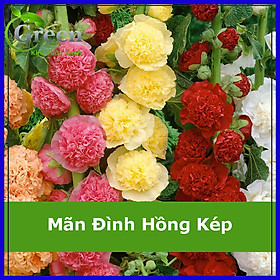 Mua Hạt Giống Hoa Mãn Đình Hồng Kép Nhiều Màu Mix