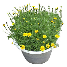 Cây Cúc Sao Băng