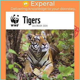 Sách - WWF Tigers Square Wall Calendar 2024 by  (UK edition, paperback)