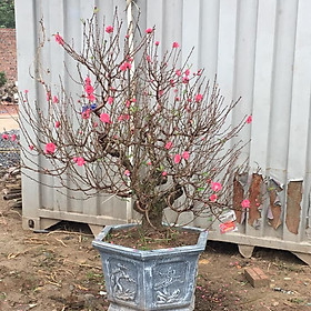 Cây hoa Đào Tết mẫu số 019