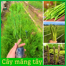 Mua Cây măng tây xanh cao 20-30 cm trồng 4 tháng có măng dễ chăm sóc( ảnh thật hình cuối)