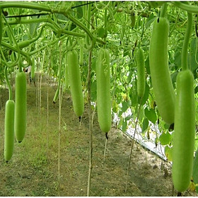 Mua Hạt giống Bầu Dài  Bầu Sao Lai F1 Sinh Trưởng Mạnh  Kháng Bệnh Tốt (Gói 10 hạt) - Hạt giống rau củ quả Conve Store