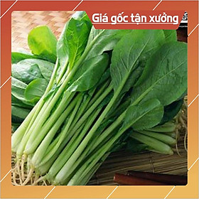Hạt giống Cải Ngọt 20gr