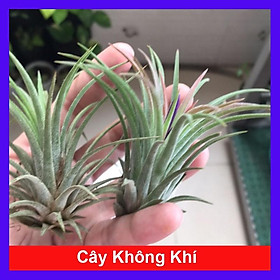 Mua Cây không khí - Cây cảnh mini