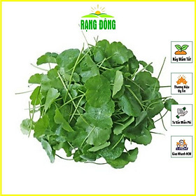 Mua Hạt giống Rau Má Lá Nhỏ Trồng Quanh Năm  Thu Hoạch Nhiều Lần (gói 1 gram) - Hạt giống Rạng Đông