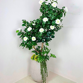 Cây hoa trà mi giả - Size 100cm đến 160cm - Cây giả, hoa lụa Decor trang trí nhà cửa