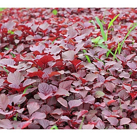 Mua Hạt giống rau dền đỏ