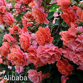 Alibaba Rose - hoa hồng leo nguyên bản nhập ngoại