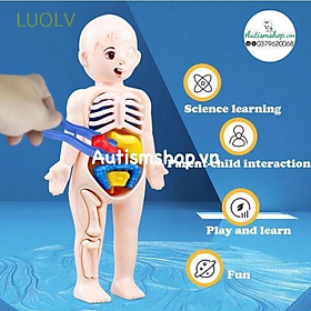 Đồ choi mô hình giải phẩu cơ thể người