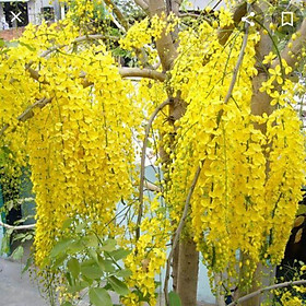 Mua Hoa Muồng Hoàng Yến - Cây Osaka Vàng