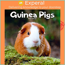 Sách - Guinea Pigs Calendar 2024  Square Animal Wall Calendar - 16 Month by  (UK edition, paperback)