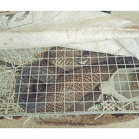 Mua BẪY RẮN KẼM CAO CẤP hjgjfrj