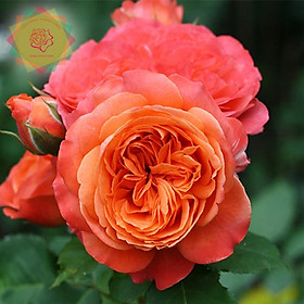 Mua Cây hoa hồng ngoại Emilien De Guillot cam đỏ (bụi) cực đẹp - Hoa hồng Thăng Long Flower