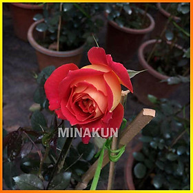 Mua Hoa hồng ngoại HaiDa cánh 2 màu- bầu to cây trưởng thành