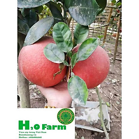 Cây Bưởi Đỏ Tiến Vua Ghép Từ Viện + Tặng 01 cây dâu da đất
