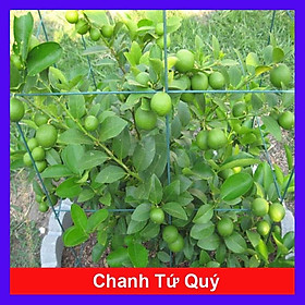 Cây chanh tứ quý cao 40-50 cm + tặng phân bón cho cây mau lớn
