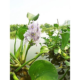 Mua cây Lục bình cao to- cây Bèo Tây lục bình giống cao to
