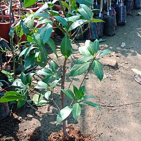 Mua Cây thanh trà ngọt giống