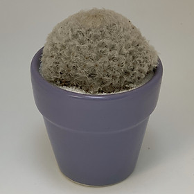 Chậu Sứ - 7x7x7 Cm - Mầu Tím – Dáng Trôn Ốc - Chậu Gốm Bát Tràng Trồng Cây Mini Để Bàn, Tiểu Cảnh Terrarium, Sen Đá & Xương Rồng