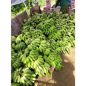 Cây giống Chuối Tây Lùn ,Chuối Già Lùn