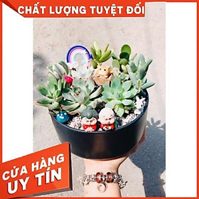 Chậu tiểu cảnh ông bà anh