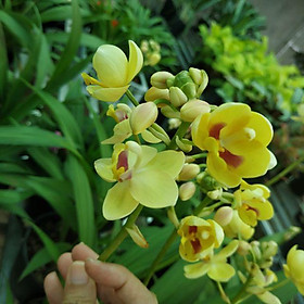 Cây giống Lan Chu Đỉnh (địa lan) - CayGiongTot