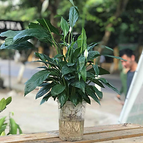 Combo 5 cây Lan Ý - Cây mini để bàn- Dài 12 x Rộng 12 x Cao 50 cm