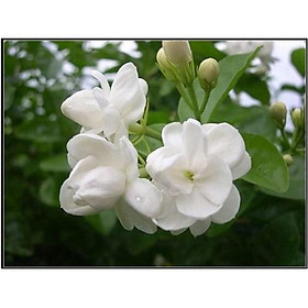 Bầu cây giống HOA HẢI ĐƯỜNG--ĐỦ MÀU