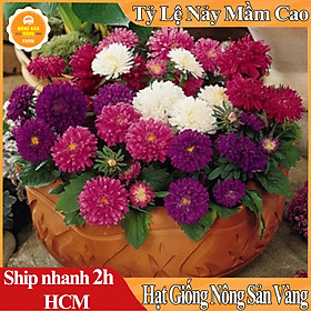 Mua Hạt Giống Hoa Cúc Đài Loan Lùn Mix Màu  Hoa Đẹp Lâu Tàn (100 Hạt) - Nông Sản Vàng
