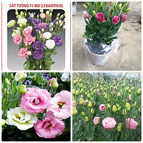 Mua Hạt giống hoa Cát tường nhiều màu dễ trồng Lisianthus seeds