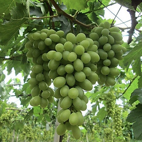 Mua Cây Nho Giống Xanh Trái Dài. ( giống siêu sớm trái)