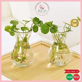 Mua Lọ hoa thủy tinh mini LH045  bình hoa thủy tinh trồng cây thủy sinh