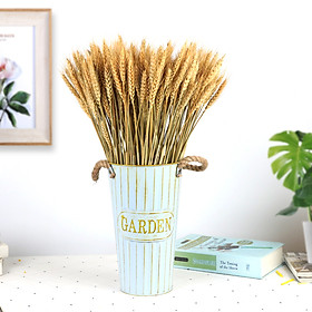 Mua Bó lúa mạch khô tự nhiên 50 bông trang trí phong cách vintage  hoa lúa mì khô phụ kiện chụp ảnh nghệ thuật LM-50
