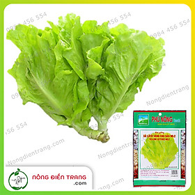 Mua Hạt Giống Rau Xà Lách Vàng Cao Sản Phú Nông - Gói 10g - Dễ trồng  tỉ lệ nảy mầm cao  sinh trưởng mạnh  kháng bệnh tốt VTNN Nông Điền Trang
