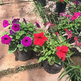 Mua Cây Hoa Dạ Yên Thảo Nhiều Màu Sẵn Nụ Và Hoa (CHỈ SHIP ĐƯỢC MIỀN BẮC)