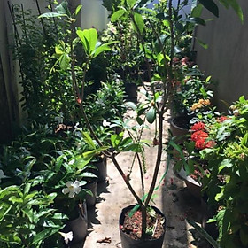 Mua Cây Lộc vừng siêu hoa cao 1 6 m