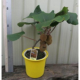 Cây giống Kiwi lùn trồng chậu, cây cao khoảng 35cm có 2 loại Kiwi xanh và vàng