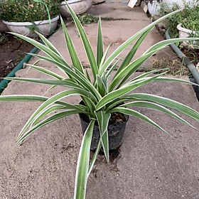 Combo Cây Sơn Tùng + Cây Thủy Tùng + tặng phân bón cho cây