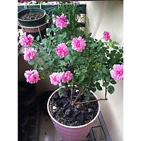 CÂY HOA HỒNG CỔ - CÂY LỚN - HOA SIÊU ĐẸP - BỀN