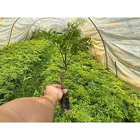 Com bo 10 cây giống đinh lăng nếp